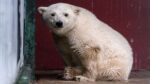 “الدببة البيضاء” تعلن الطوارئ في شمال روسيا (فيديو)