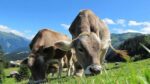 تطبيق “تعارف رومانسي” يساعد الأبقار في العثور على شريك مناسب