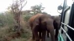 لماذا هاجمت الفيلة حافلة ركاب؟ (فيديو)